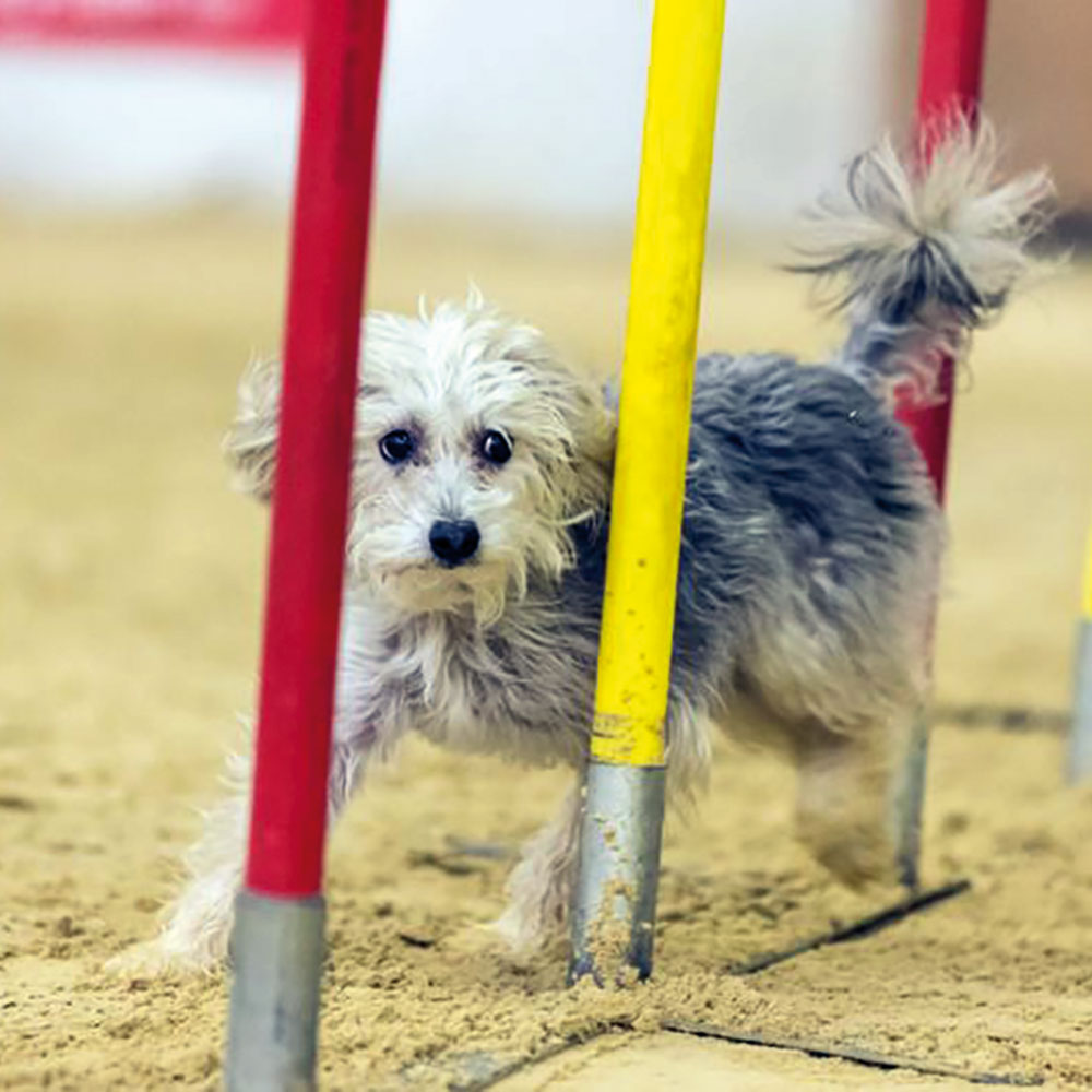 turnier-agility-hauptfoto Hundeschule Duisburg – Welpengruppe